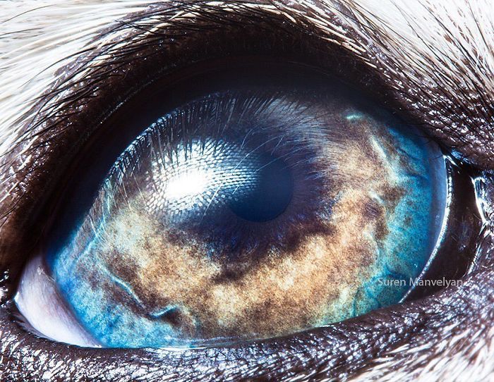 15-close-up-photos-that-prove-how-unique-animal-eyes-are-13