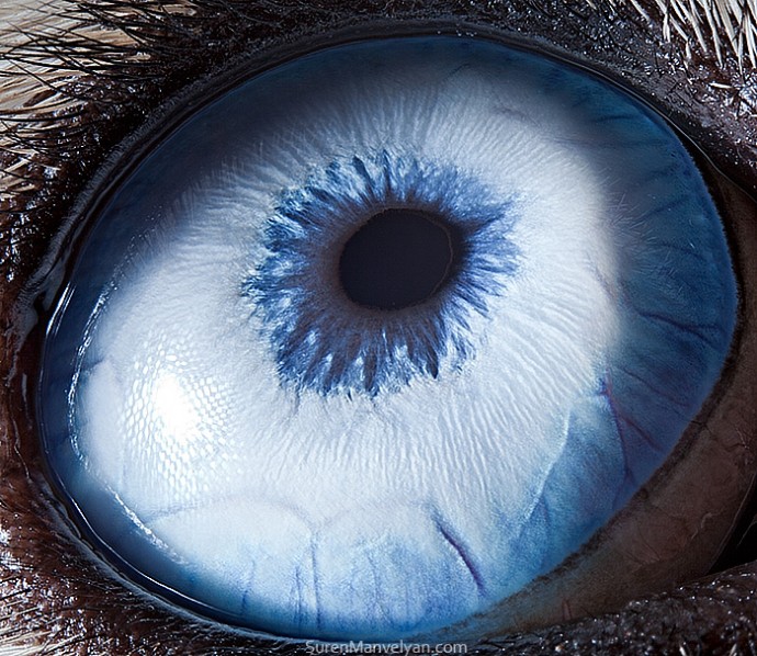 15-close-up-photos-that-prove-how-unique-animal-eyes-are-14