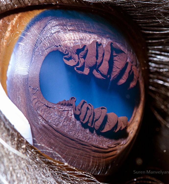 15-close-up-photos-that-prove-how-unique-animal-eyes-are-15