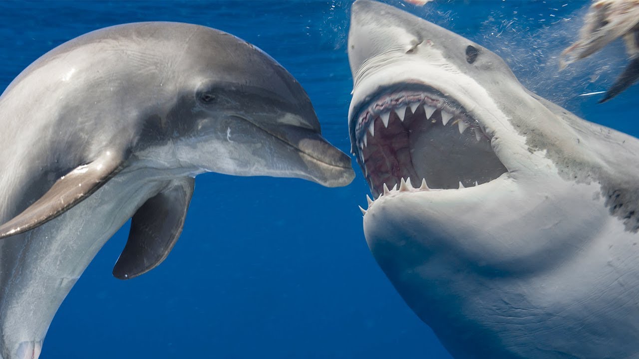 Why Are Sharks Afraid of Dolphins? - SHARK VS DOLPHIN - YouTube