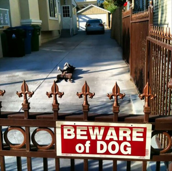 24 "Vicious" Dogs That Make The "Beware Of Dog" Sign Totally Useless