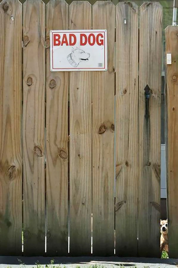 24 "Vicious" Dogs That Make The "Beware Of Dog" Sign Totally Useless