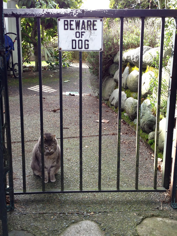 24 "Vicious" Dogs That Make The "Beware Of Dog" Sign Totally Useless