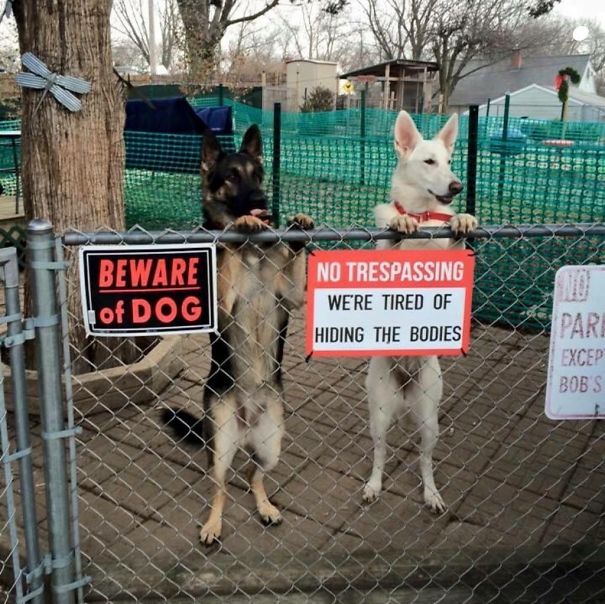 24 "Vicious" Dogs That Make The "Beware Of Dog" Sign Totally Useless