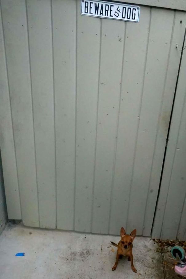 24 "Vicious" Dogs That Make The "Beware Of Dog" Sign Totally Useless