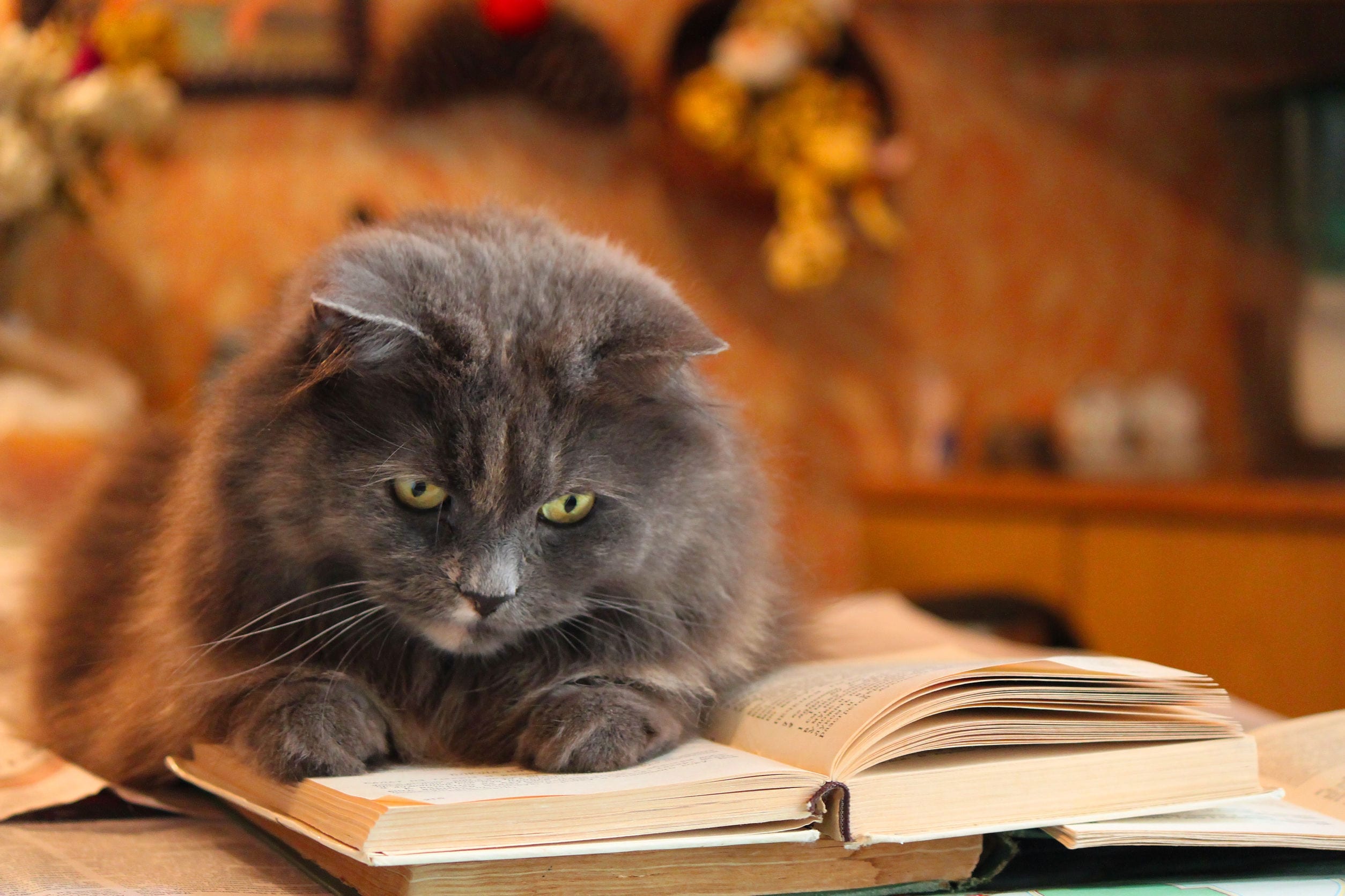 Want a Smart Cat? 4 Ways To Train Their Brain | Dr. Marty