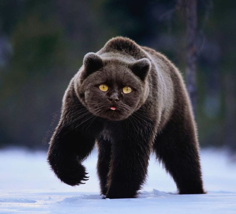 artists-photoshops-cat-faces-on-everything-and-there-are-her-funniest-creations-01