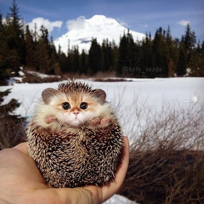 artists-photoshops-cat-faces-on-everything-and-there-are-her-funniest-creations-02