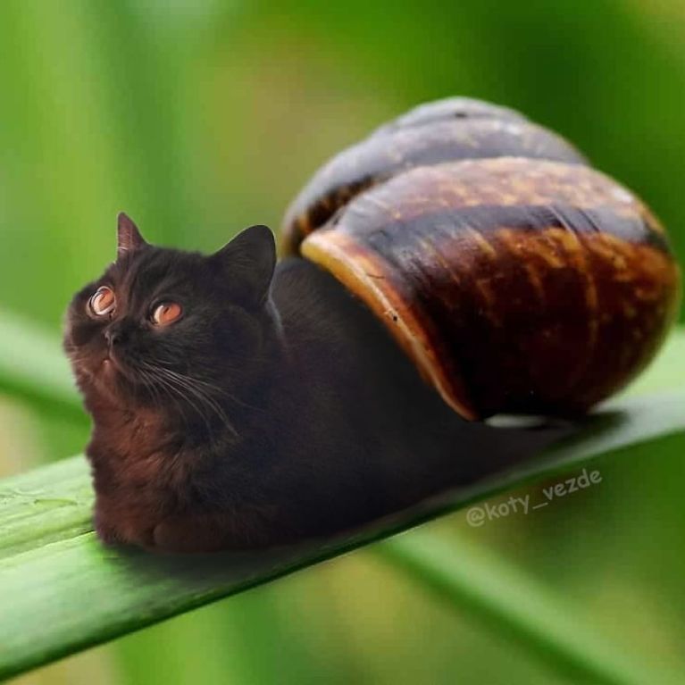 artists-photoshops-cat-faces-on-everything-and-there-are-her-funniest-creations-05