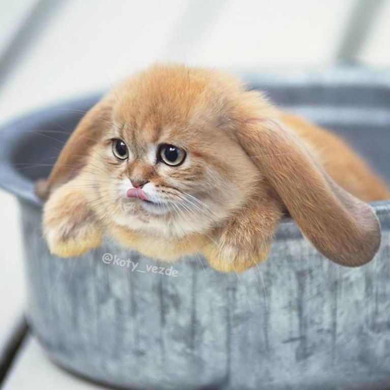 artists-photoshops-cat-faces-on-everything-and-there-are-her-funniest-creations-06