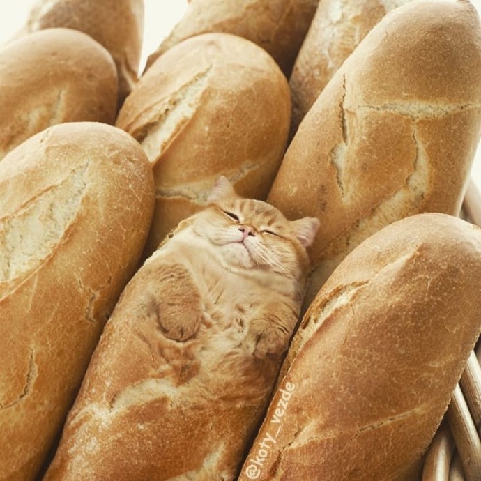 artists-photoshops-cat-faces-on-everything-and-there-are-her-funniest-creations-07