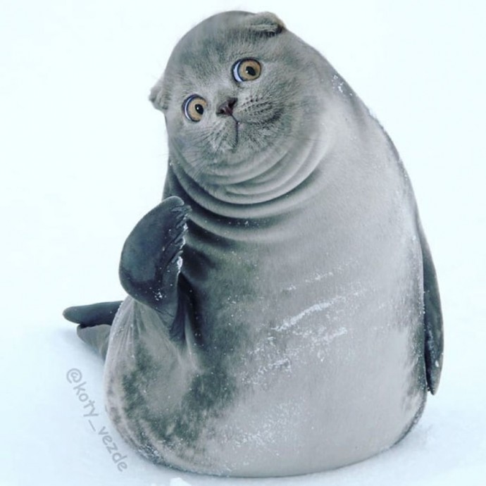 artists-photoshops-cat-faces-on-everything-and-there-are-her-funniest-creations-08