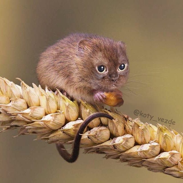 artists-photoshops-cat-faces-on-everything-and-there-are-her-funniest-creations-10