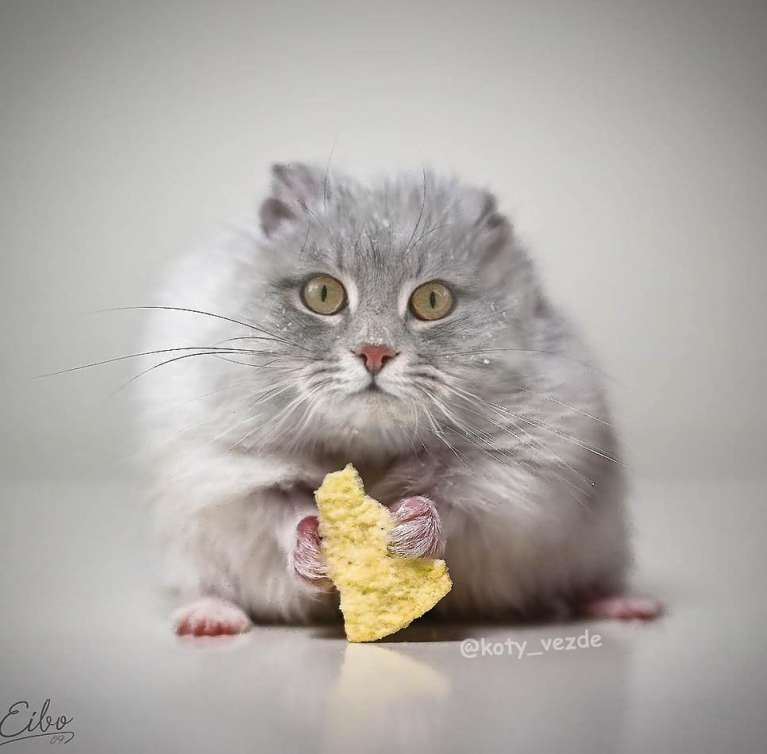 artists-photoshops-cat-faces-on-everything-and-there-are-her-funniest-creations-11