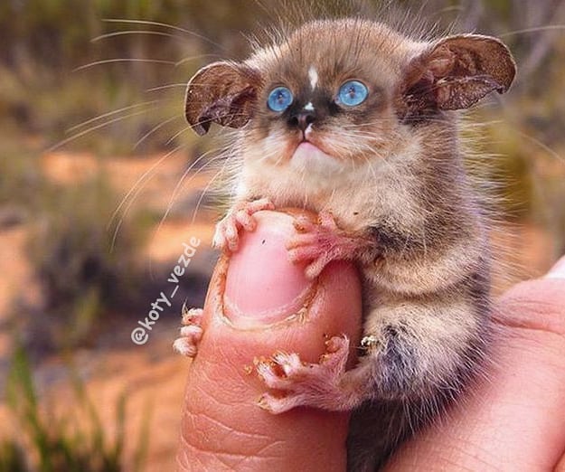 artists-photoshops-cat-faces-on-everything-and-there-are-her-funniest-creations-14