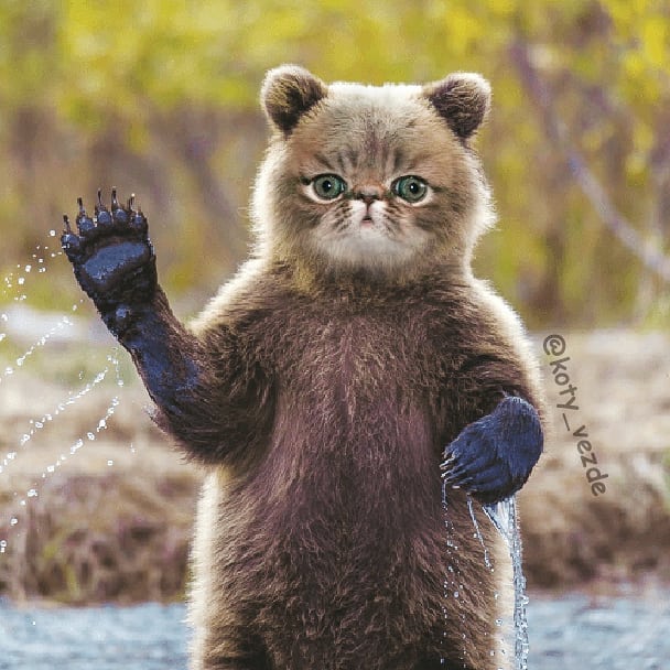 artists-photoshops-cat-faces-on-everything-and-there-are-her-funniest-creations-15