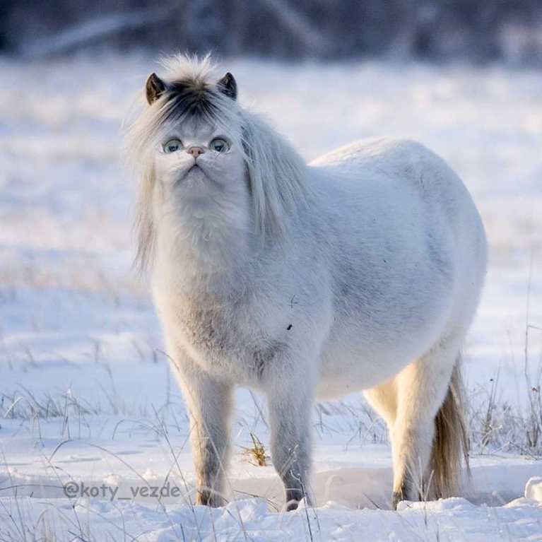 artists-photoshops-cat-faces-on-everything-and-there-are-her-funniest-creations-17