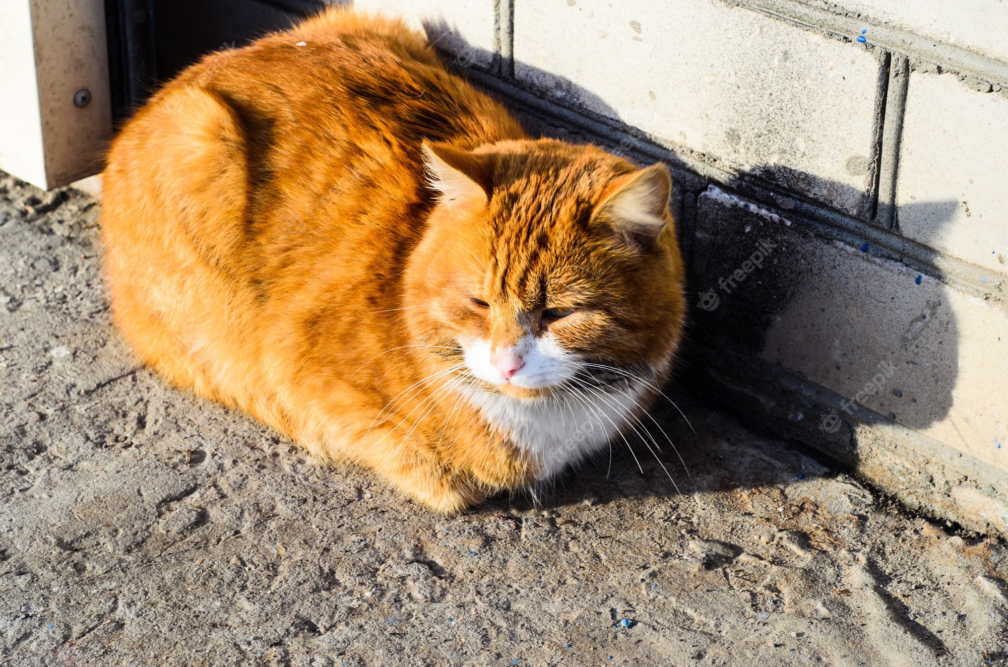 Premium Photo | Big fat ginger cat on a street