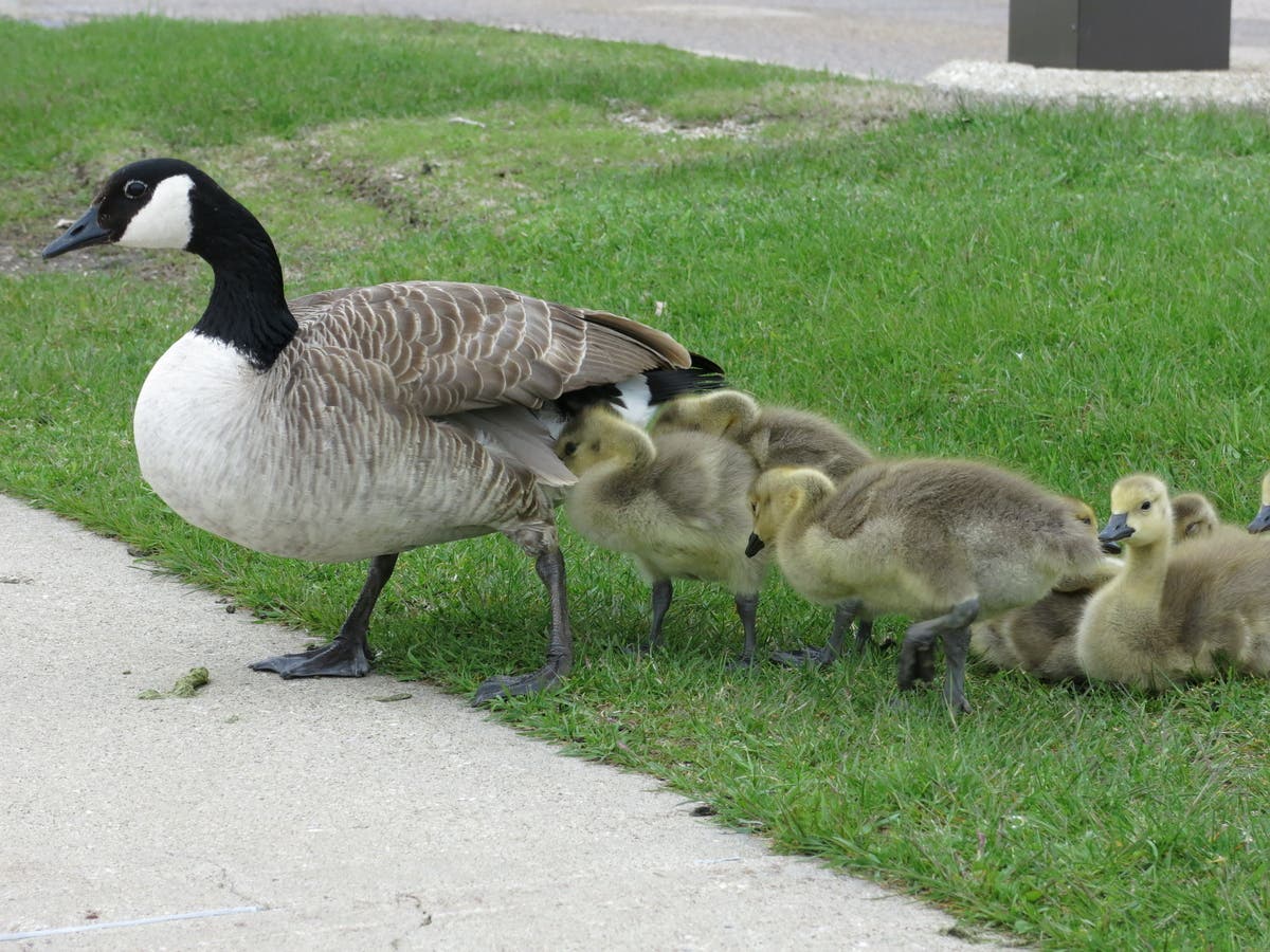 Peabody Residents Fume Over Hit-And-Run Baby Geese Killer | Peabody, MA Patch