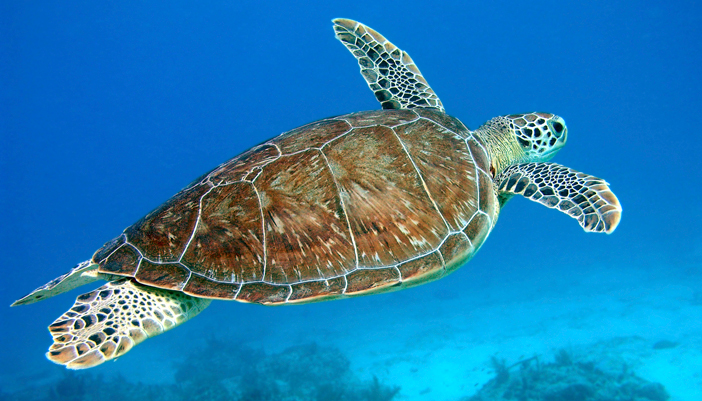 Marine Turtles and the Philippine Forest Turtle – The Maritime Review