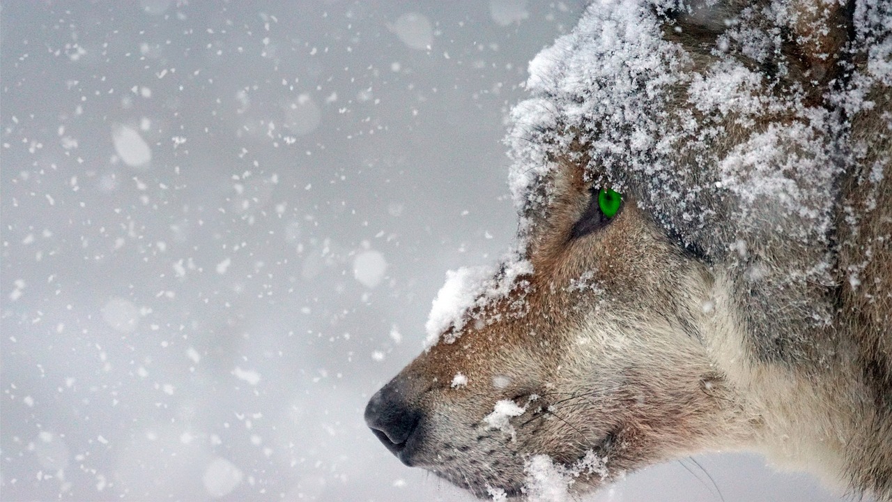 200+ Free Snow Wolf & Wolf Images - Pixabay