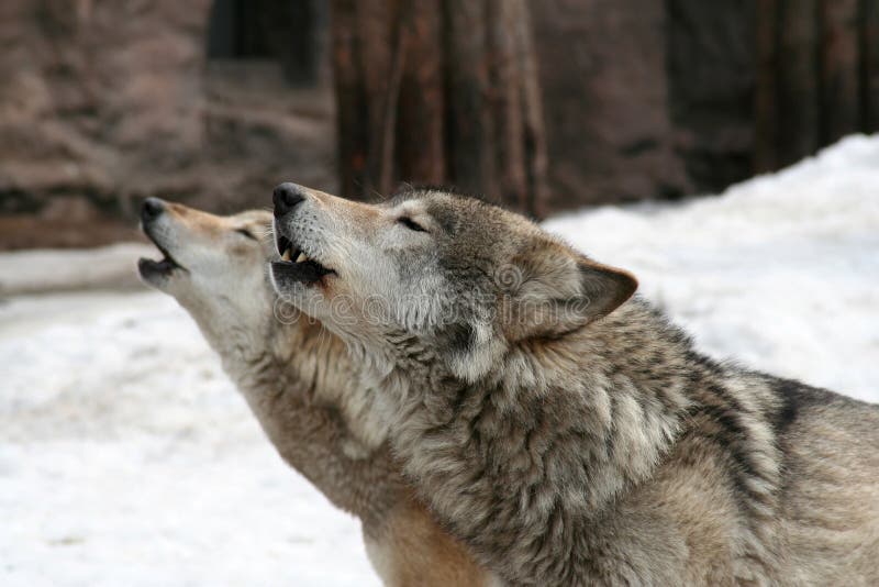 Horde of arctic wolves stock photo. Image of forest, snow - 30327466