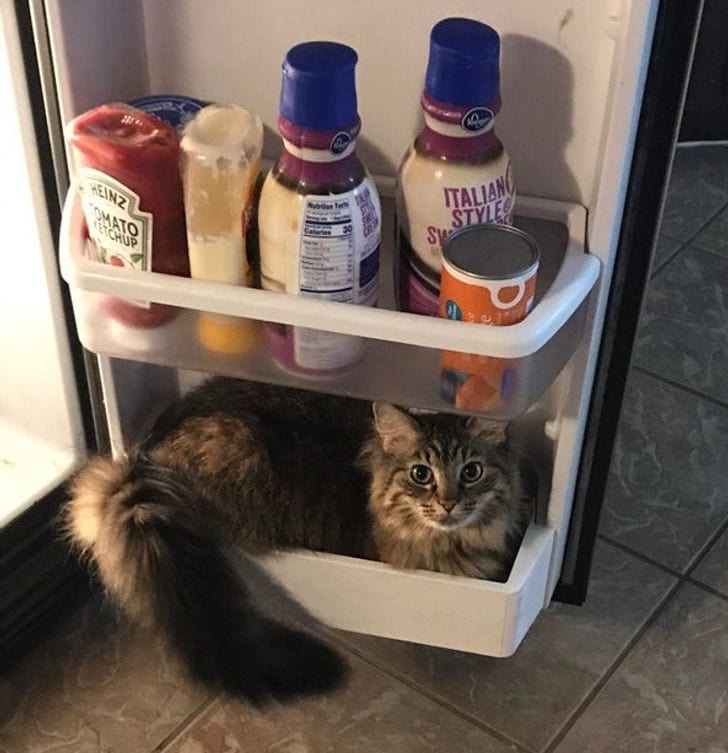 Животът не е същият без котка