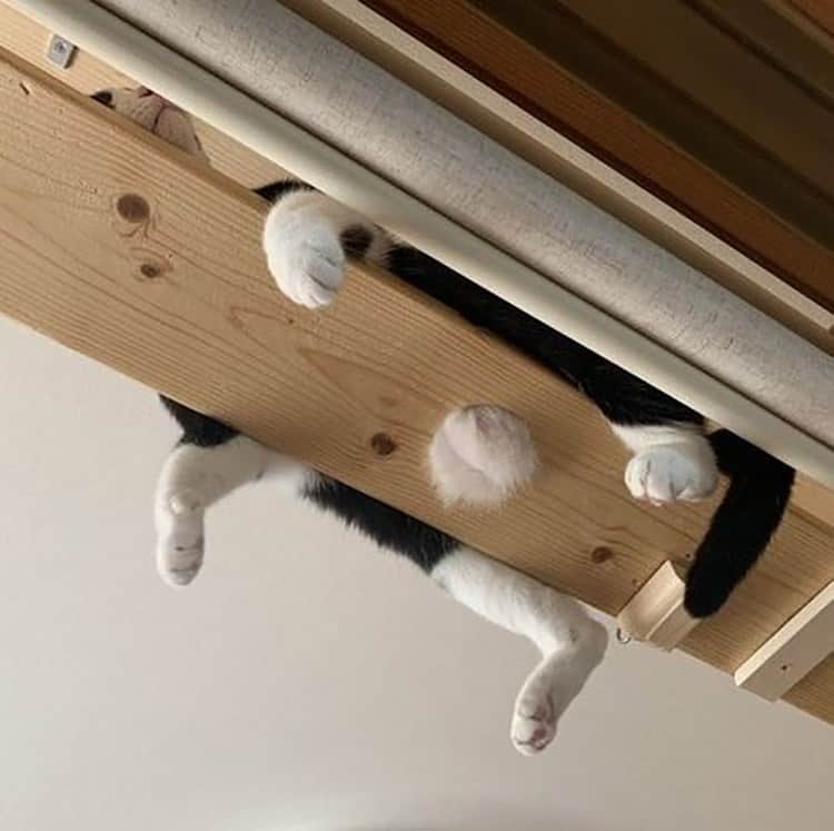 Животът не е същият без котка