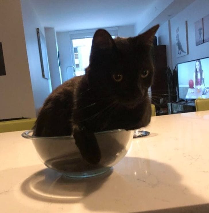 Животът не е същият без котка