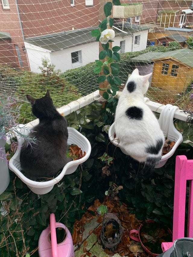 Животът не е същият без котка