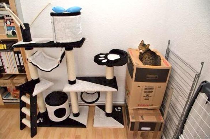 Животът не е същият без котка