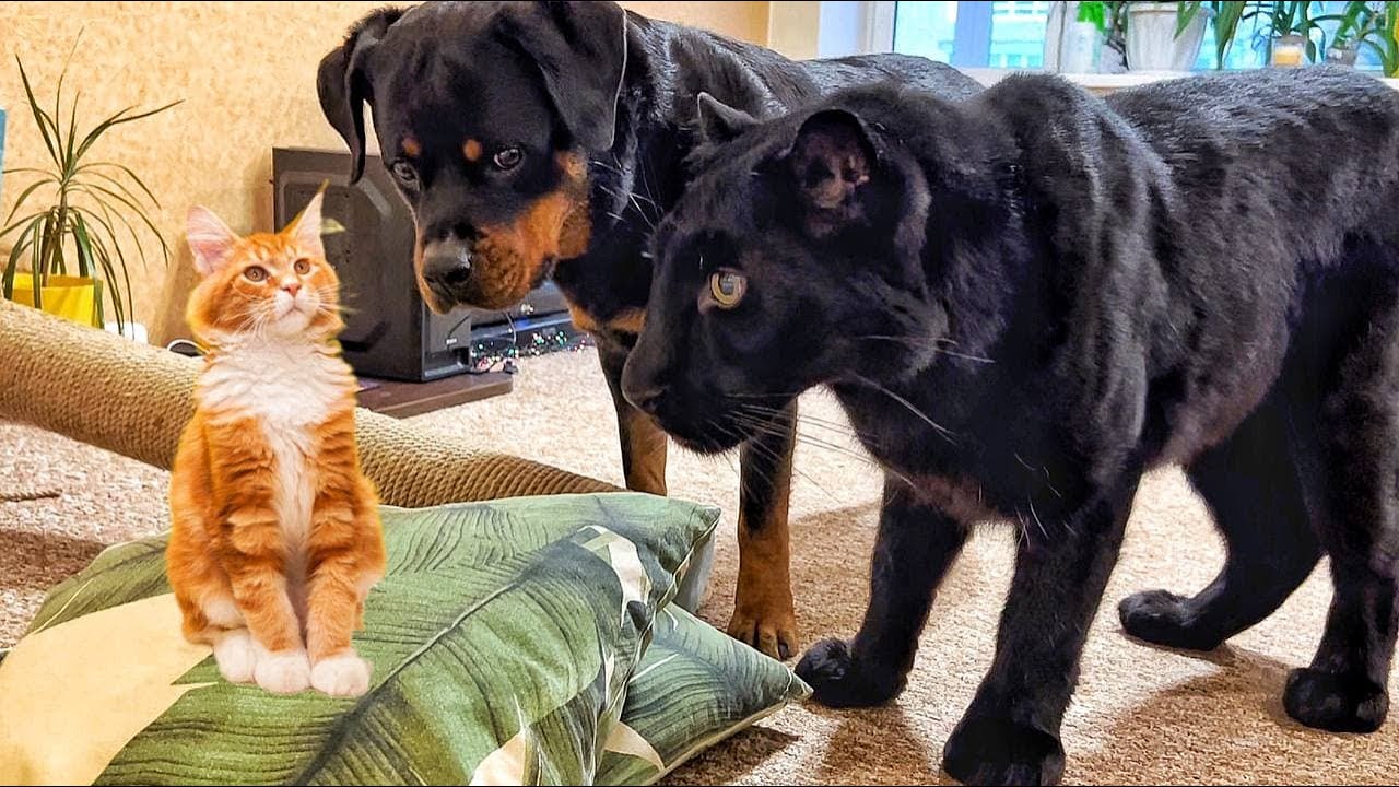How the panther Luna and rottweiler Venza react to the cat????????????/ Luna  loves smoked ribs???? - YouTube