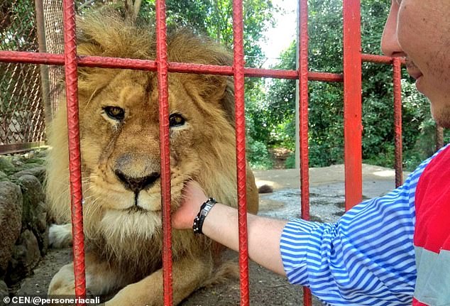 Emaciated lion is so weak it cannot even stand | Daily Mail Online