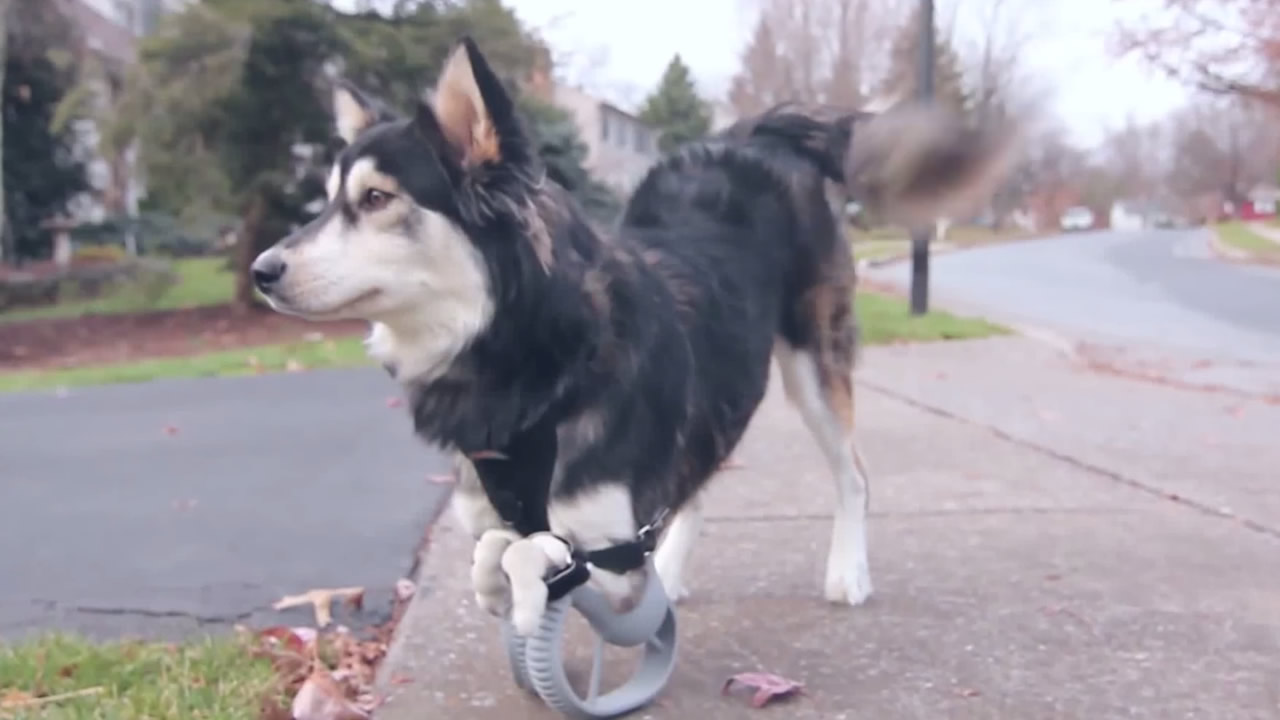 PHOTOS: Dog named Derby runs for first time thanks to 3-D-printed legs -  ABC7 San Francisco