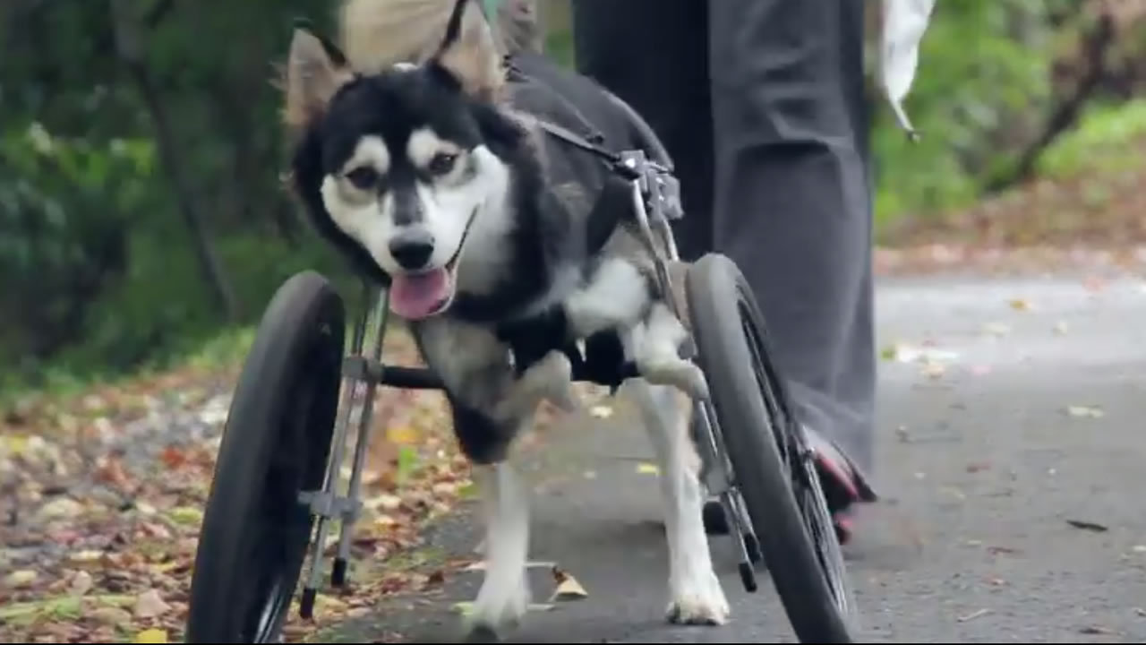 PHOTOS: Dog named Derby runs for first time thanks to 3-D-printed legs -  ABC7 San Francisco