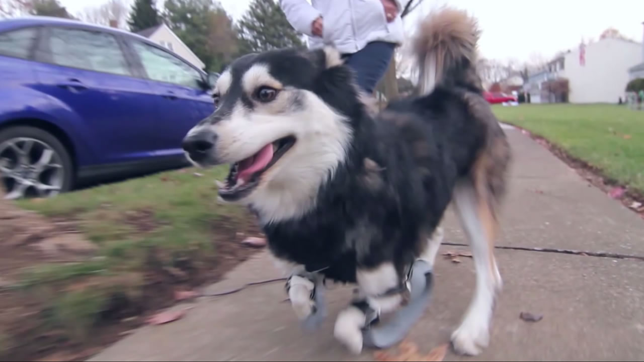 PHOTOS: Dog named Derby runs for first time thanks to 3-D-printed legs -  ABC7 San Francisco
