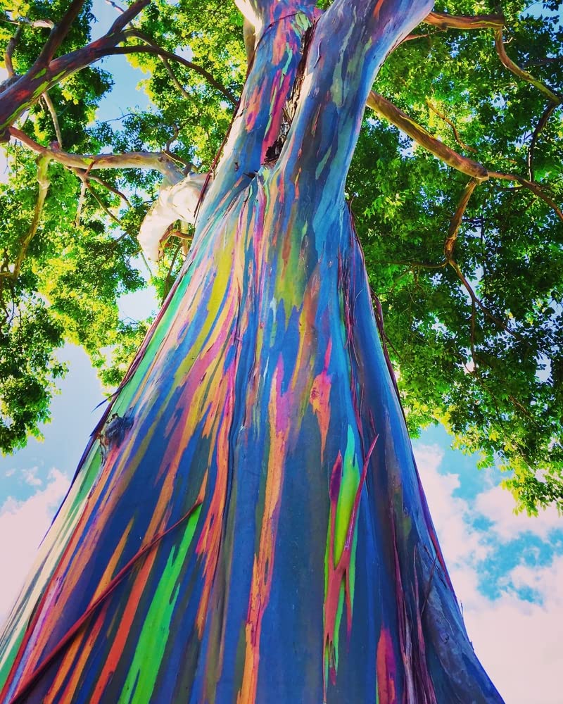 Amazon.com : Rainbow Eucalyptus Tree Seeds - 50 Seeds - Stunning Colored  Bark - Eucalyptus deglupta : Patio, Lawn & Garden