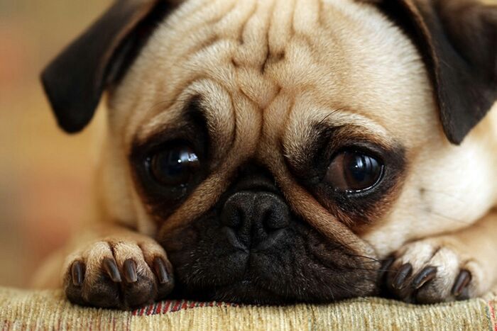 Sad puppy dog eyes | Kawaii Amino Amino