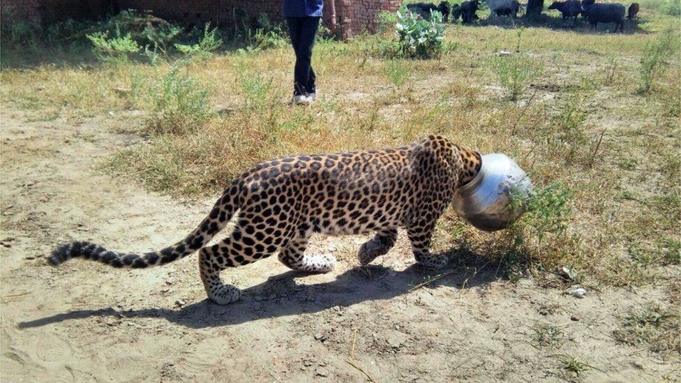  Леопард минава през село с глава, забита в саксия 