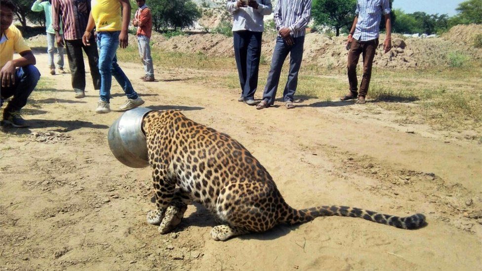 Леопардът седи в селото с гърнето, залепено на главата му, до момента в който локалните го гледат 