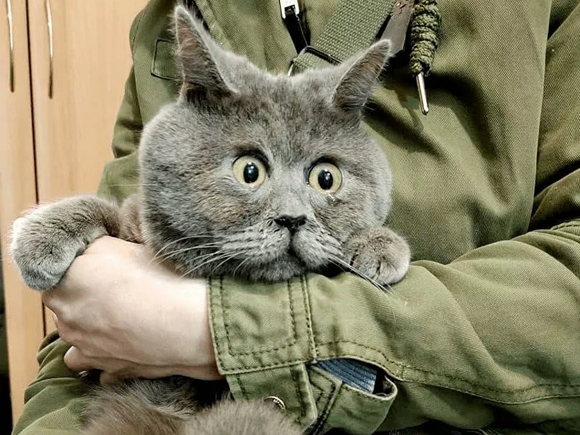  Вечно сюрпризираната котка Федя от Ростовска област покори обществените мрежи - Росбалт 