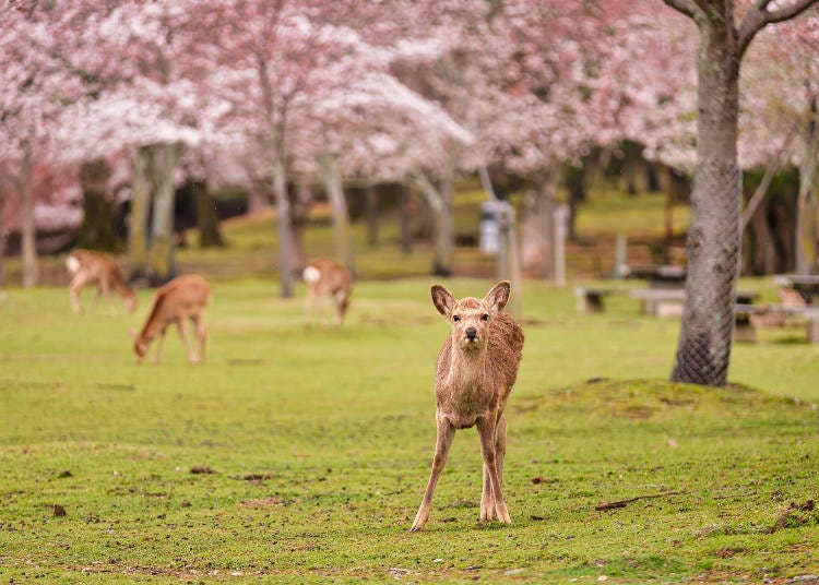 2023 Nara Cherry Blossom Guide: Top 10 Spots for Sakura Viewing and  Festival Dates | LIVE JAPAN travel guide