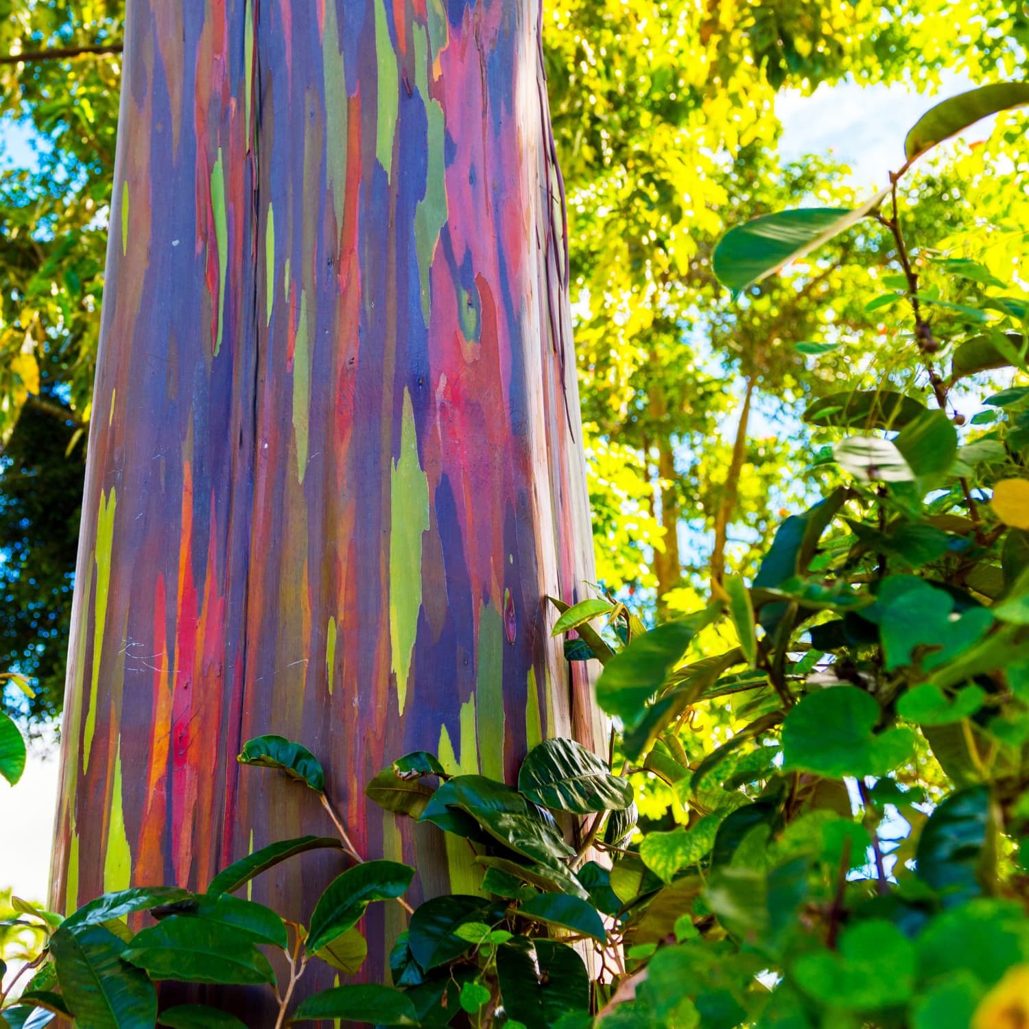 Rainbow Eucalyptus Tree | Apartment Therapy
