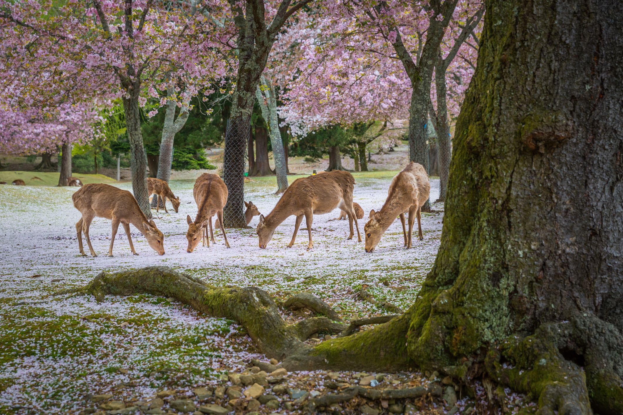  Deer relax under cherry blossom trees in beautiful video 