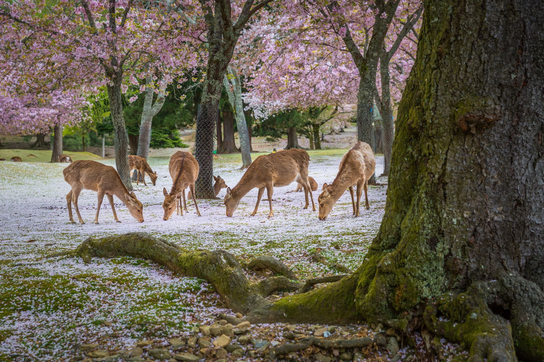 Deer relax under cherry blossom trees in beautiful video