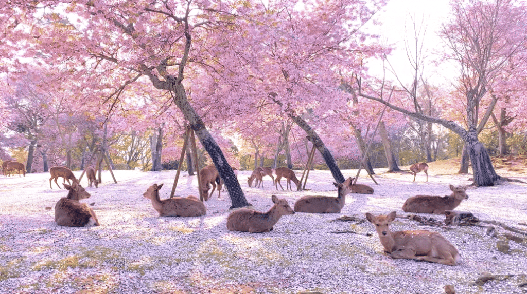 Паркът Нара в Япония е популярно туристическо място поради изобилието