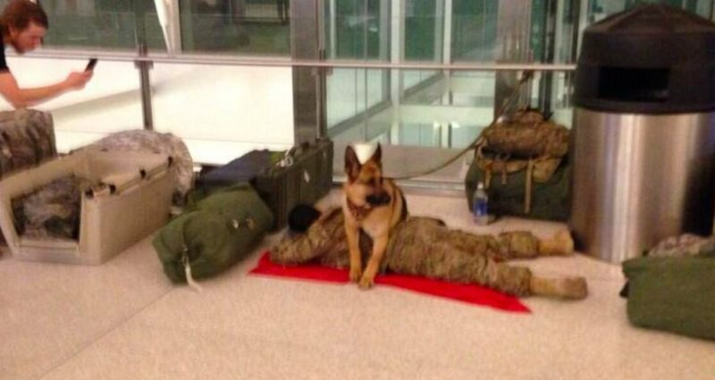 В американската армия кучетата имат специална роля защото те подобно
