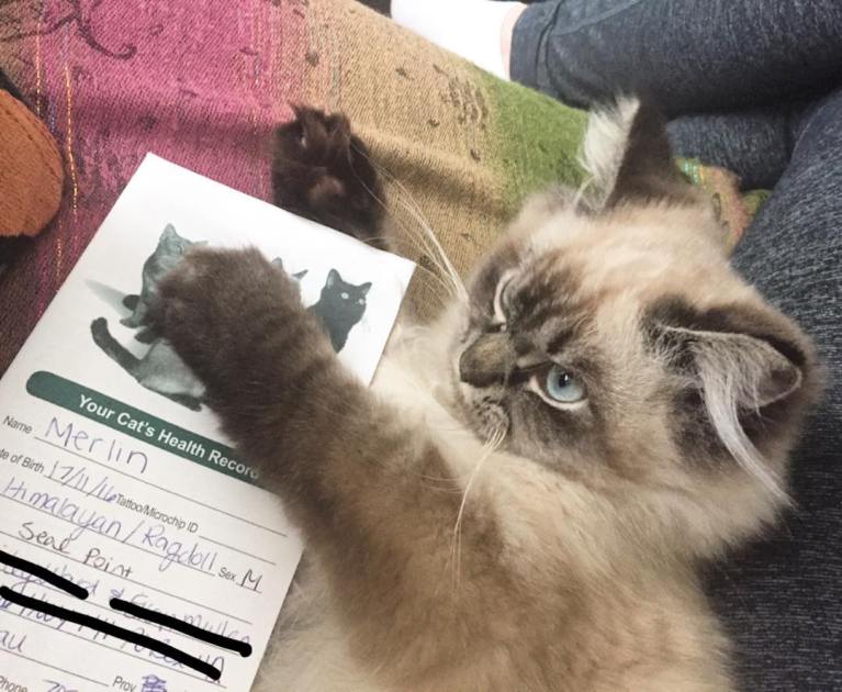 meet-merlin-the-ragdoll-cat-who-looks-always-pissed-off-16