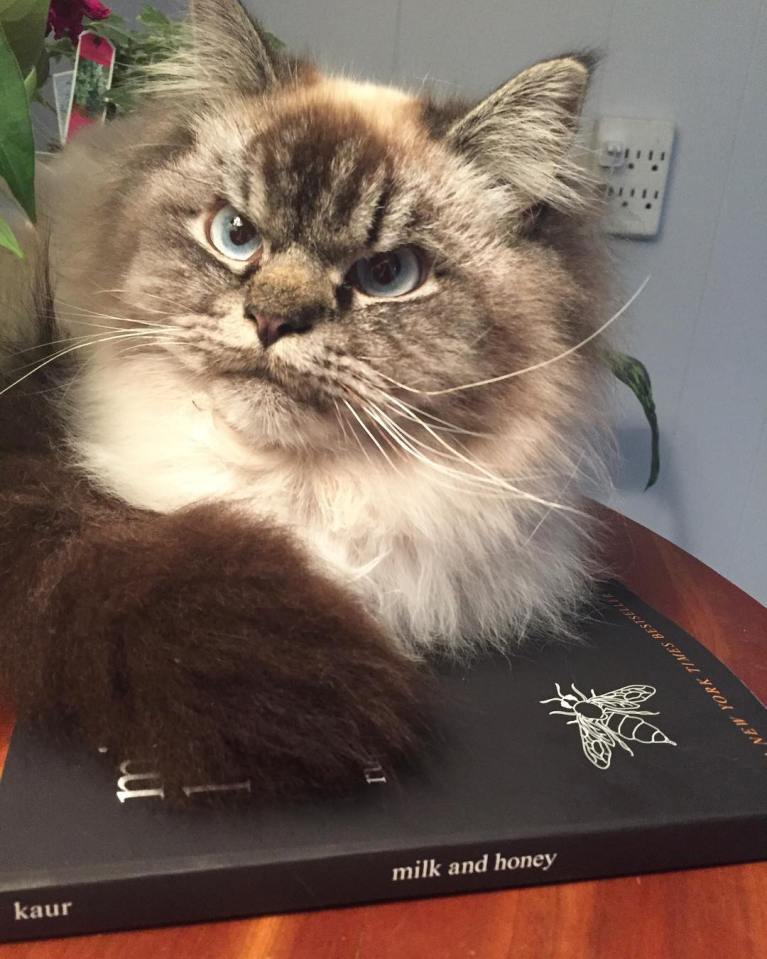 meet-merlin-the-ragdoll-cat-who-looks-always-pissed-off-19