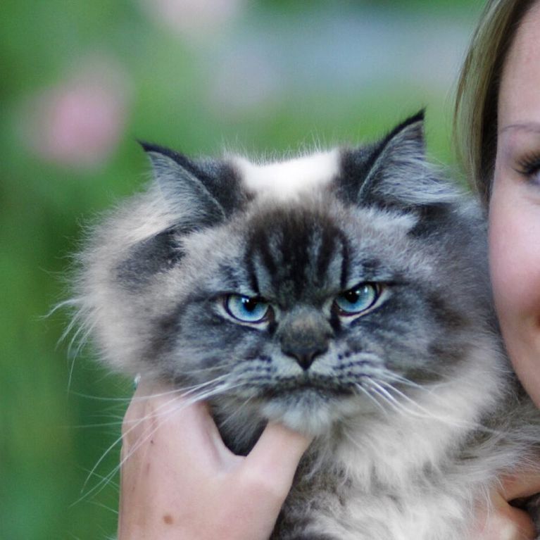 meet-merlin-the-ragdoll-cat-who-looks-always-pissed-off-20